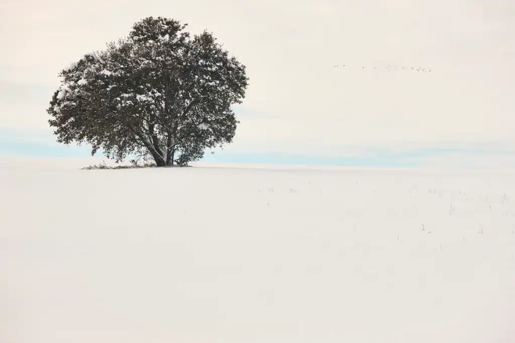 Lone tree in snowy field